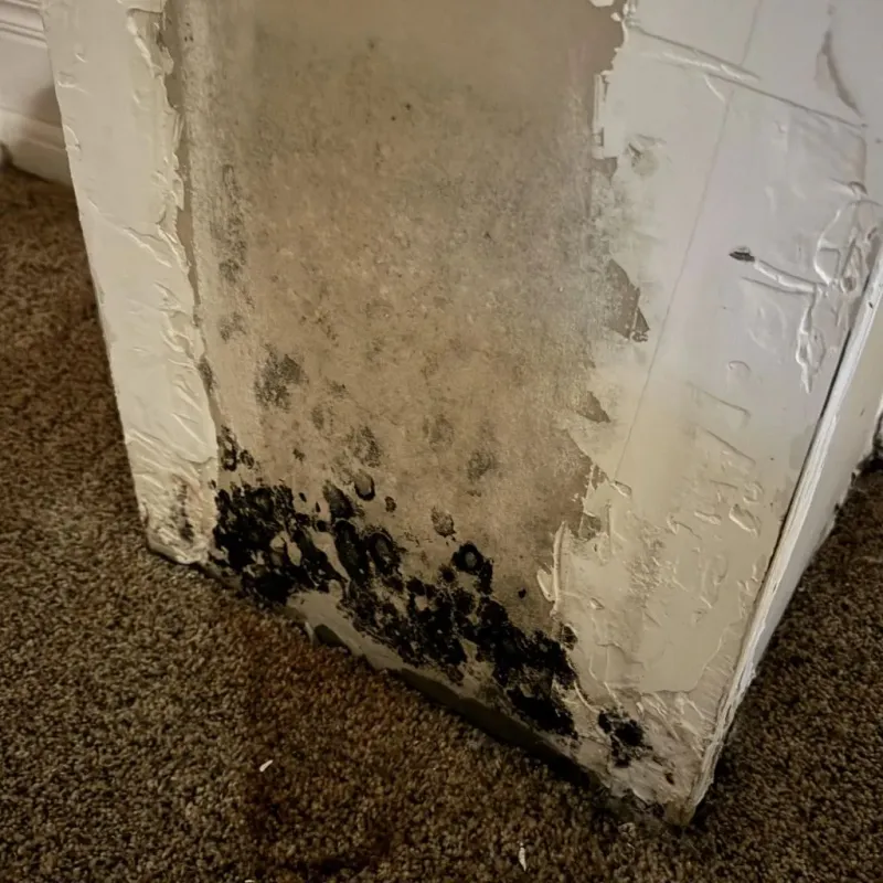 Professional Mold Removal in Logan, OH